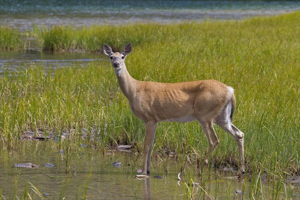 White-tailed deer