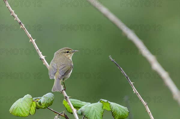 (Phylloscopus canariensis)