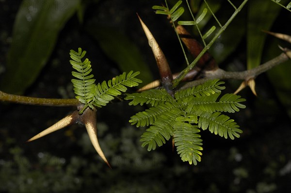 Buckhorn Acacia