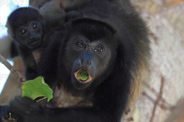 Mantled howler monkey