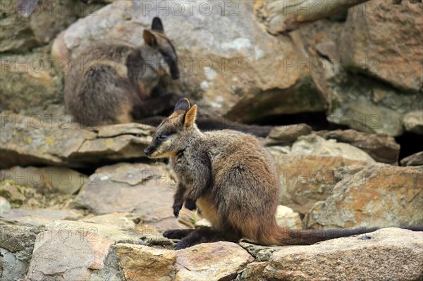 Brush-tailed rock-wallaby