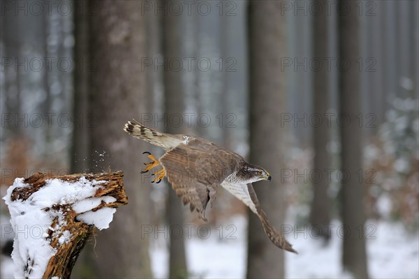 Northern goshawk