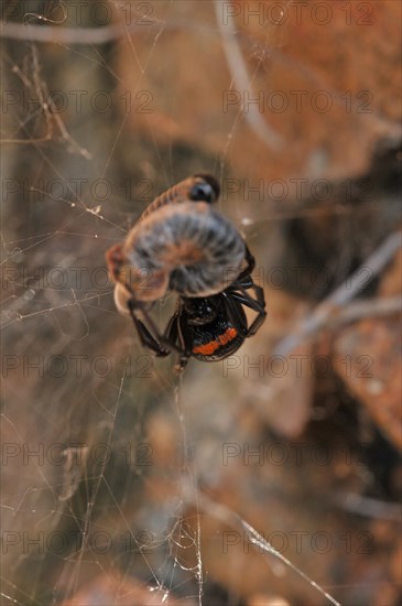 False widow