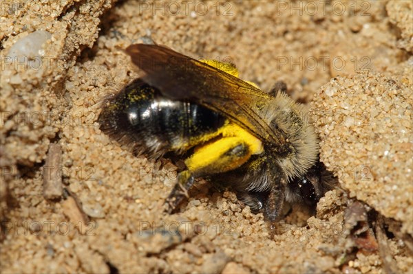 Grey-backed Mining-bee