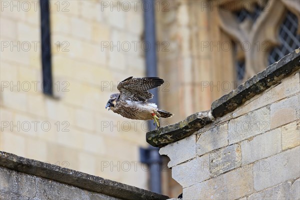 Peregrine Falcon