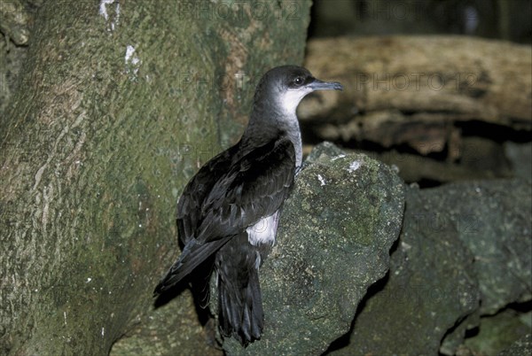 Audubon's Shearwater