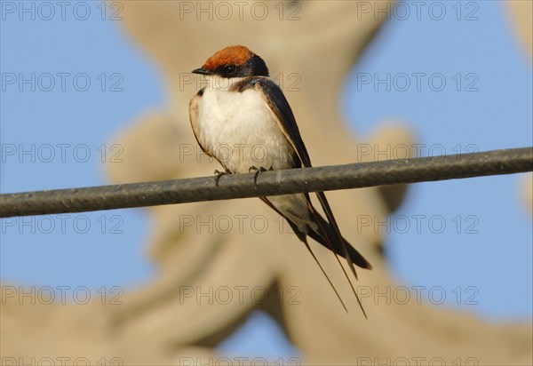 Wire-tailed Swallow