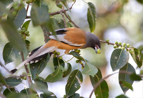 Rufous Treepie