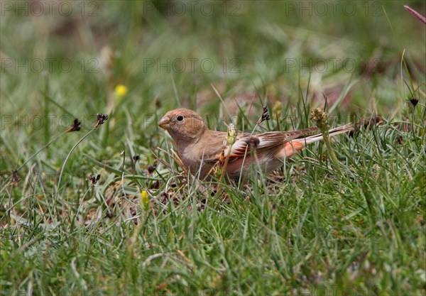 Mongolian Finch