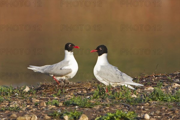 Mediterranean Gull