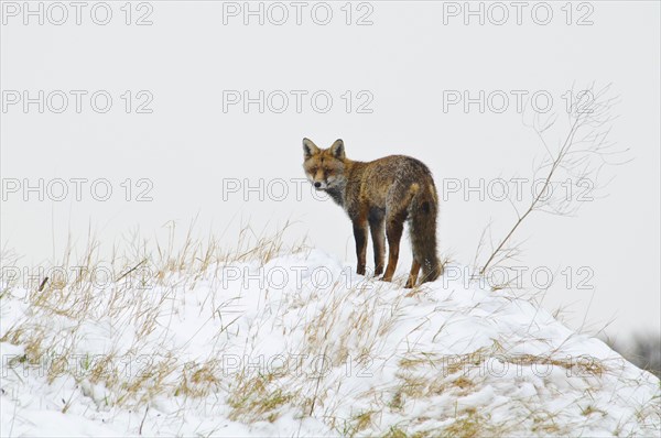 Red fox