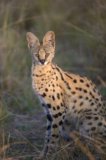 Serval