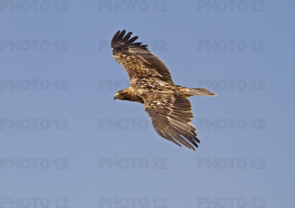 Spanish Imperial Eagle