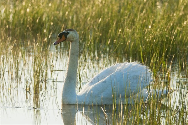 Mute Swan