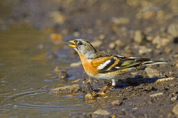 Brambling