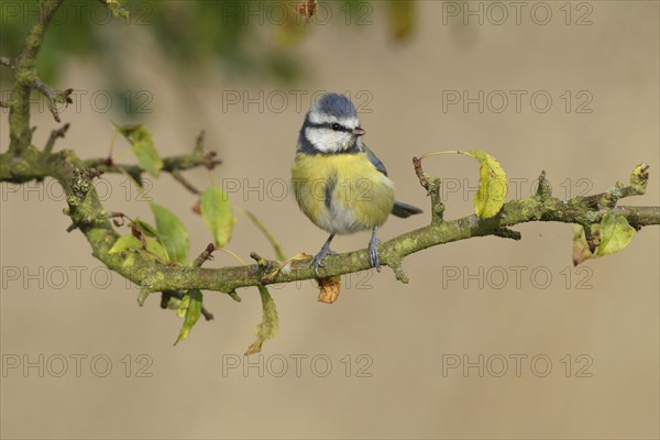 Blue tit