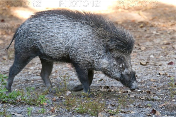 Visayan warty pig