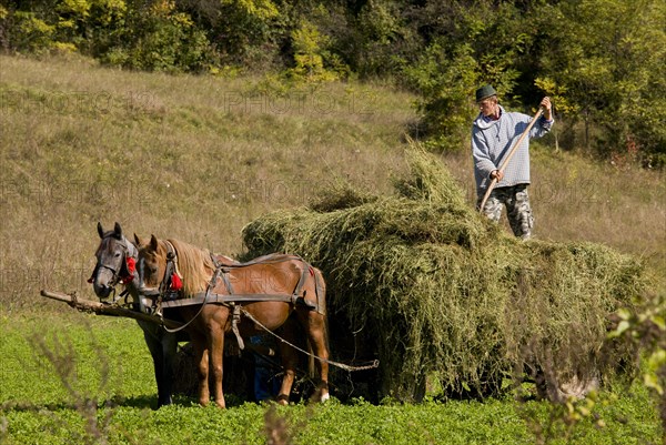Farmer harvesting hay