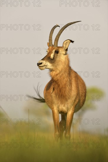 Roan Antelope