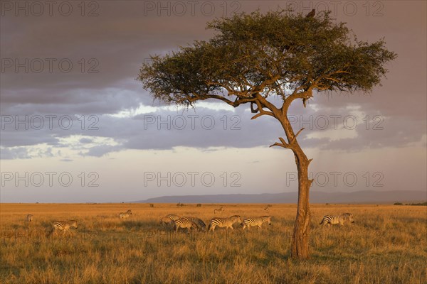 Herd of common zebra