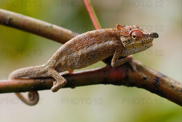 Bignose Chameleon