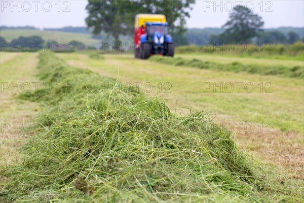 Grass cut in the field