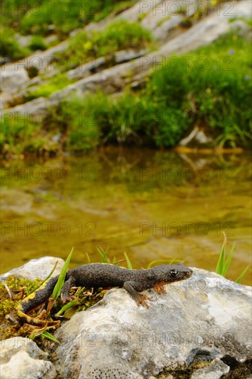 Pyrenean brook salamanders