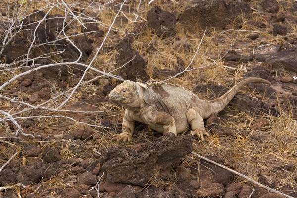 Santa Fe land iguana