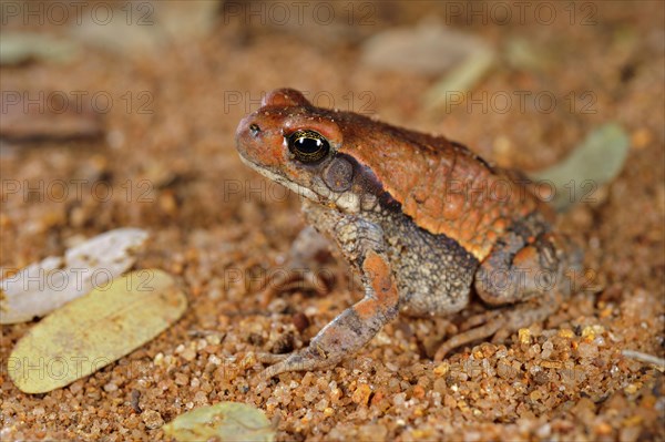 Red Toad