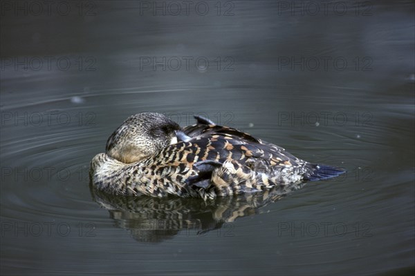 White-backed Duck