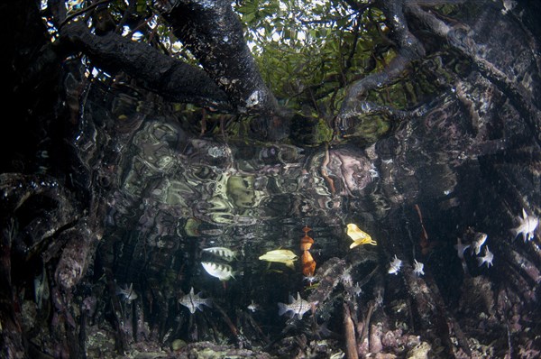 Banded archerfish