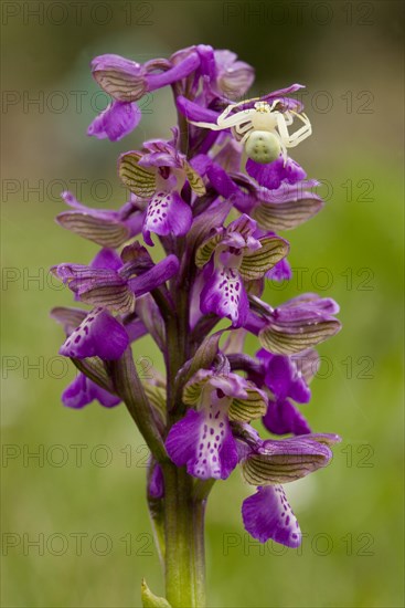 Green-winged green-winged orchid