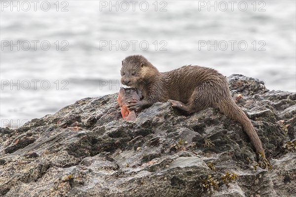 Otter eating lumpsucker fish on a rock at low tide