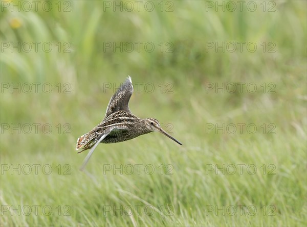 Common snipe