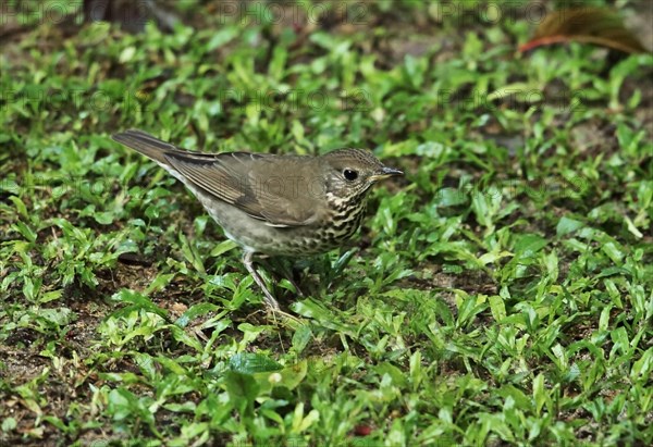 Grey-cheeked thrush