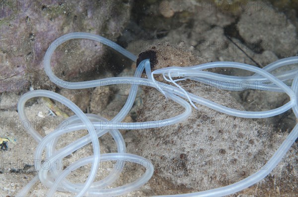 Sea cucumber