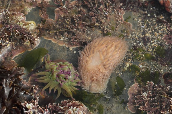 Common Grey Seaslug