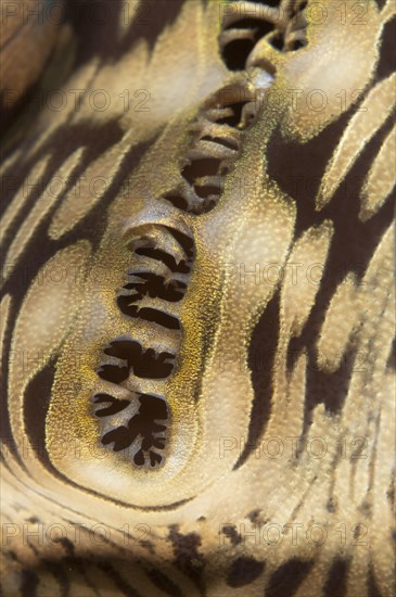 Fluted fluted giant clams