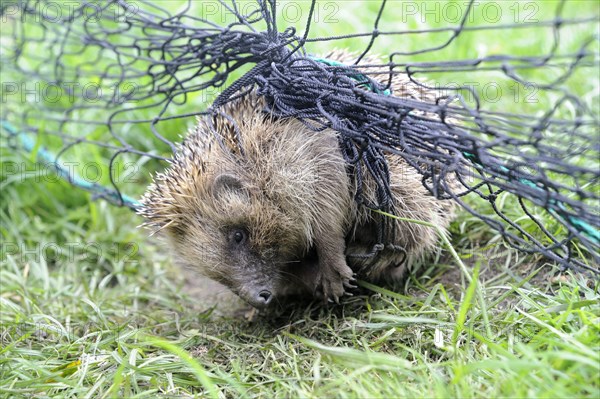 European Hedgehog