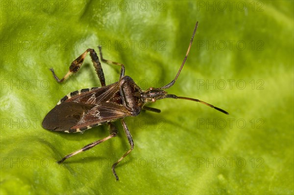 American pine bug