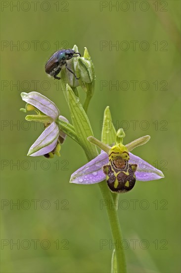 Bee orchid