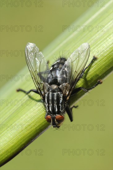 Grey flesh fly