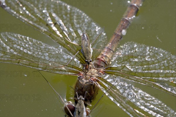 Common pond skater