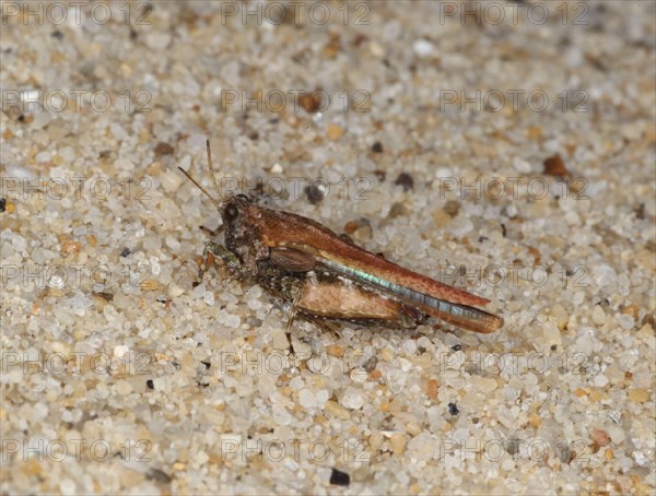 Cepero's groundhopper