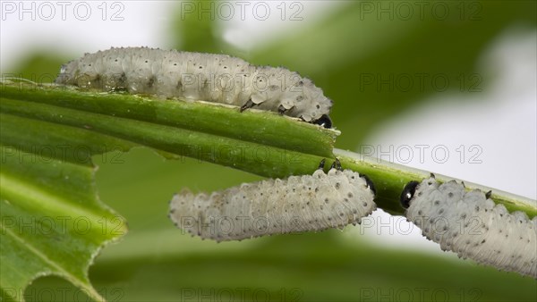 Solomon's seal sawfly