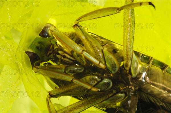 Water boatman