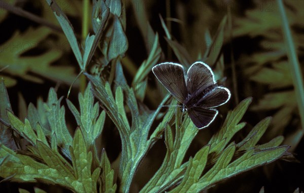 (Plebejus eumedon), Lycaena eumedon, Stork's-bill blue Black-brown blue, Stork's-bill blue, Black-brown blue, Black-brown blu