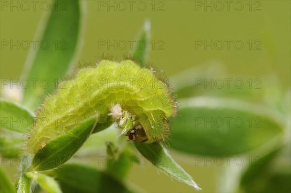 Green hairstreak