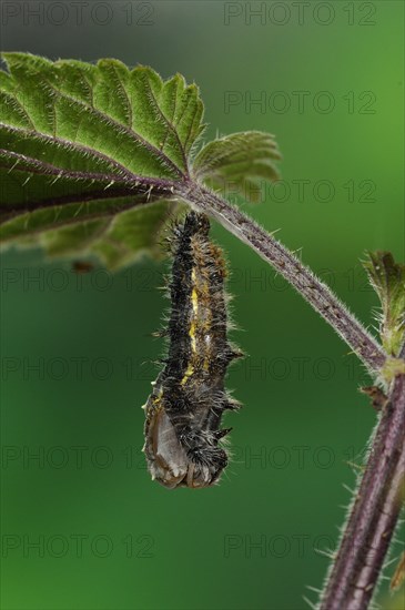 Larva of painted lady