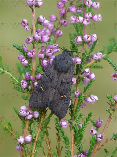 Black black rustic